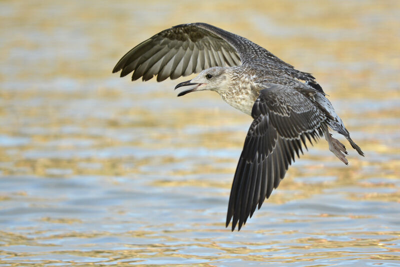 Lesser Black-backed GullSecond year