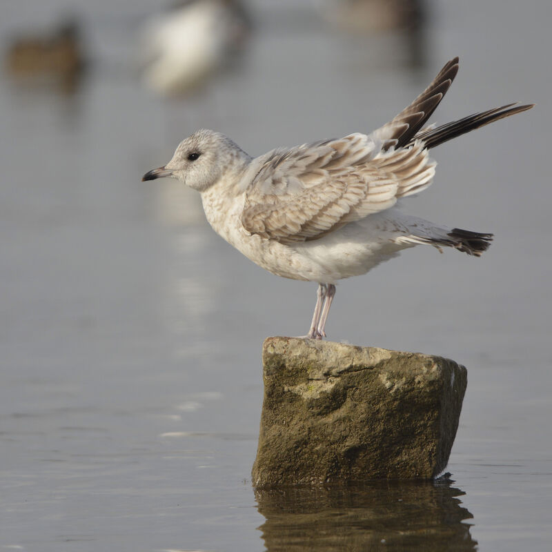 Common GullFirst year, identification