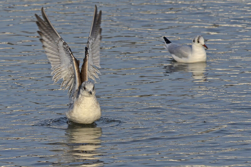 Common GullFirst year