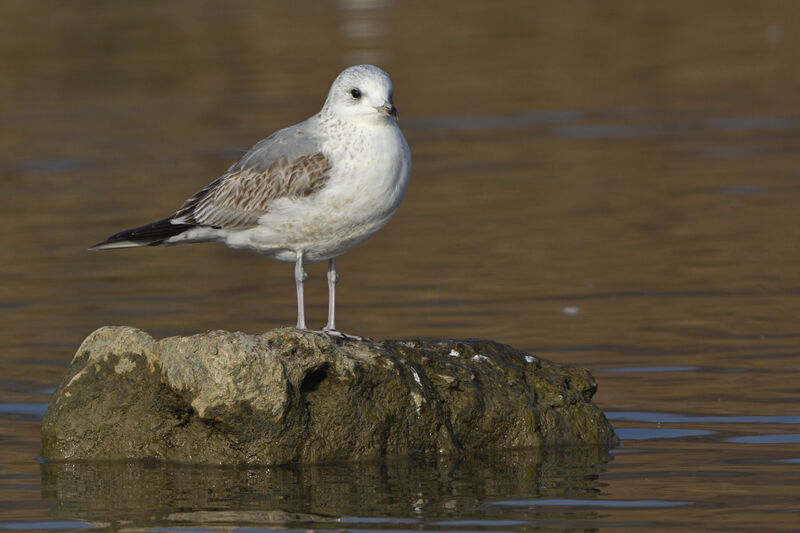 Common GullFirst year, identification