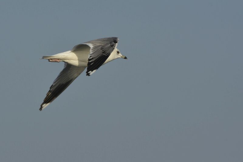 Common GullSecond year, Flight