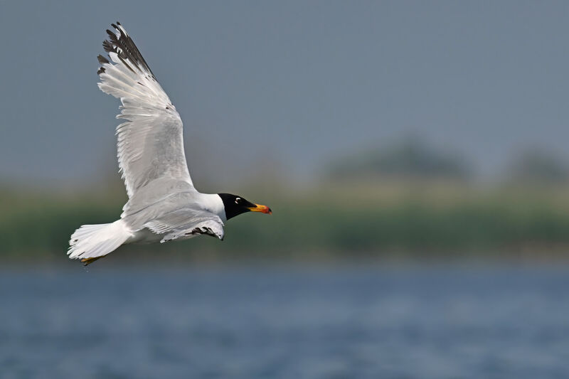 Pallas's Gulladult breeding, Flight