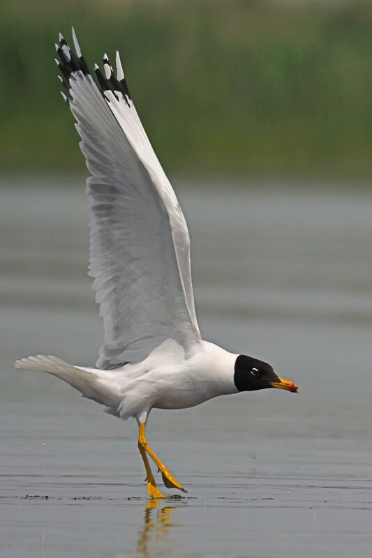 Goéland ichthyaèteadulte nuptial, identification