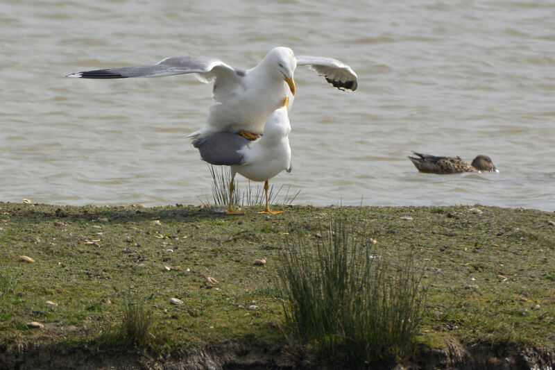 Goéland leucophéeadulte nuptial, accouplement.