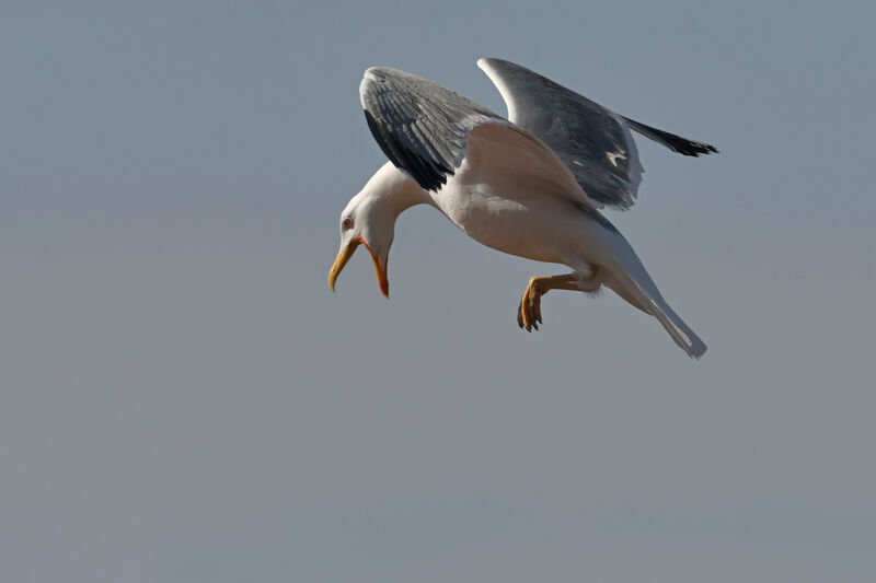 Yellow-legged Gulladult, identification