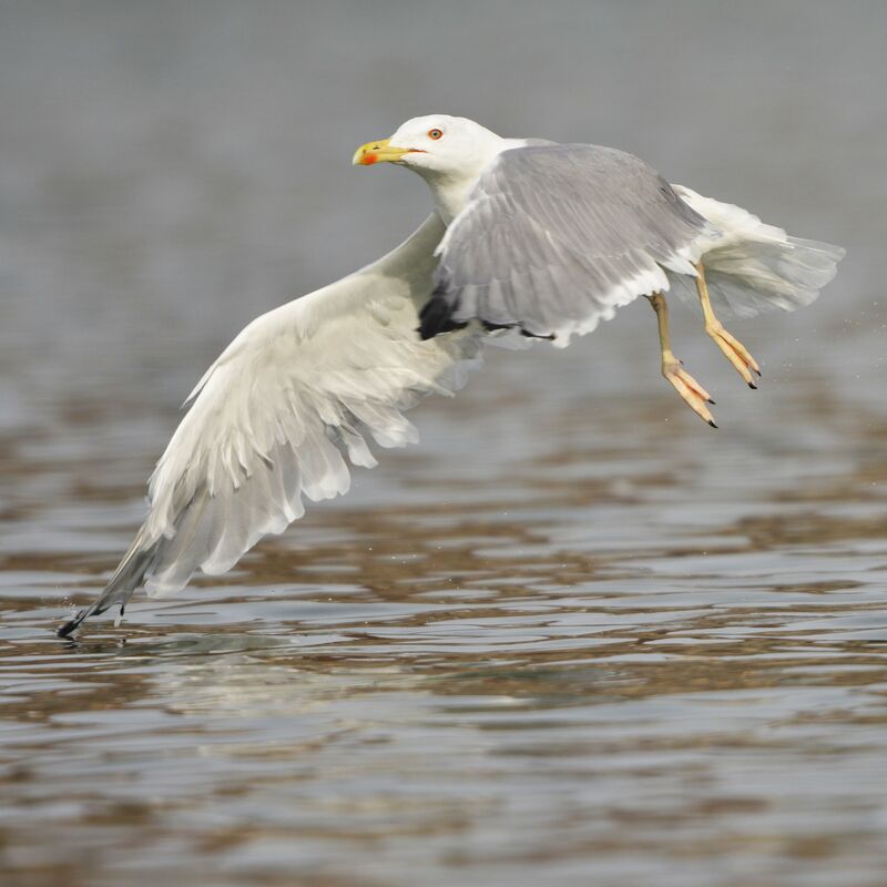 Yellow-legged Gulladult breeding, Flight