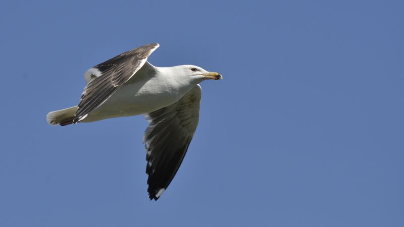 Great Black-backed Gulladult breeding, Flight