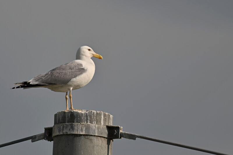 Caspian Gulladult breeding, identification