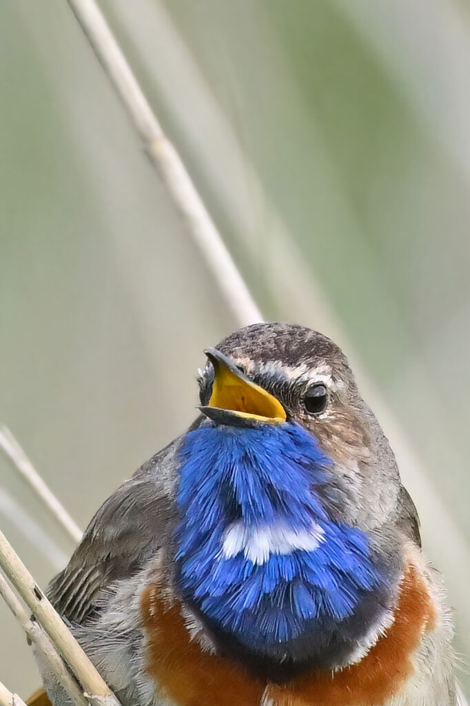 Gorgebleue à miroir mâle adulte nuptial, portrait