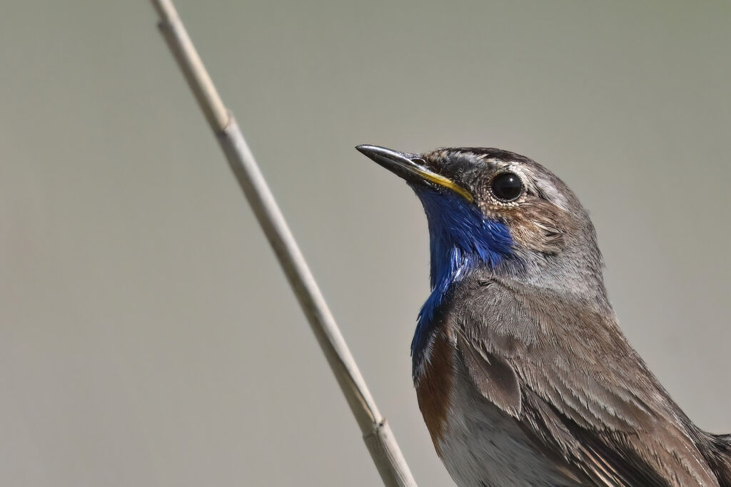 Bluethroat male adult breeding, close-up portrait