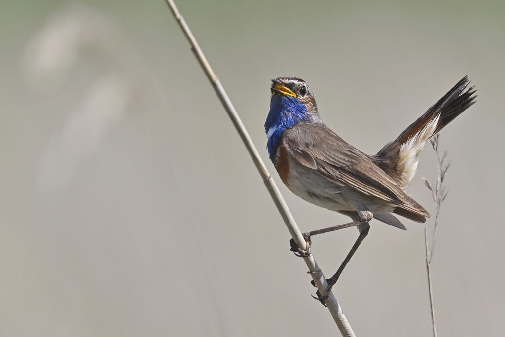 Bluethroat male adult breeding, identification