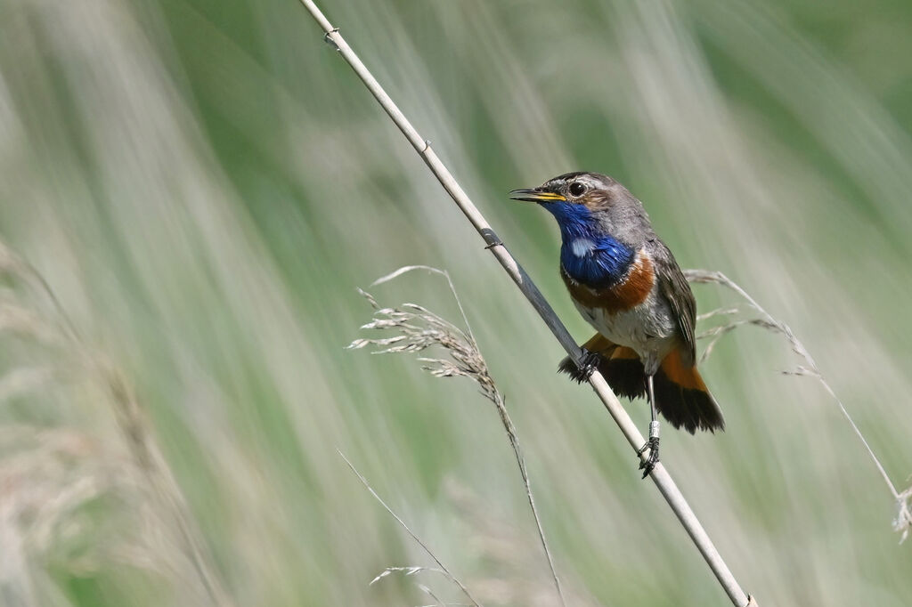 Bluethroat male adult breeding, identification