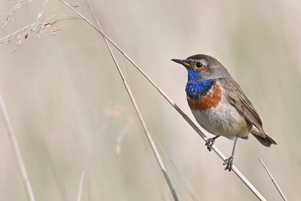 Bluethroat male adult breeding, identification