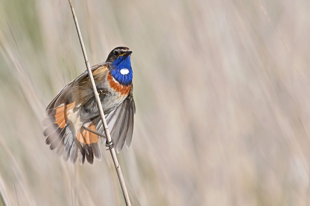 Bluethroat male adult breeding, identification