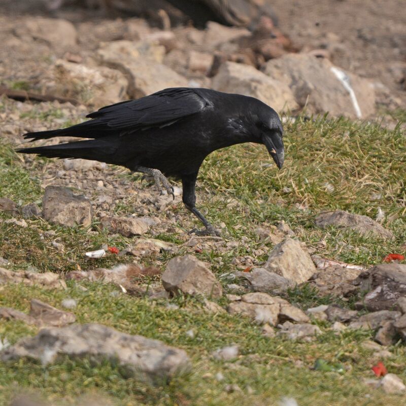 Northern Raven