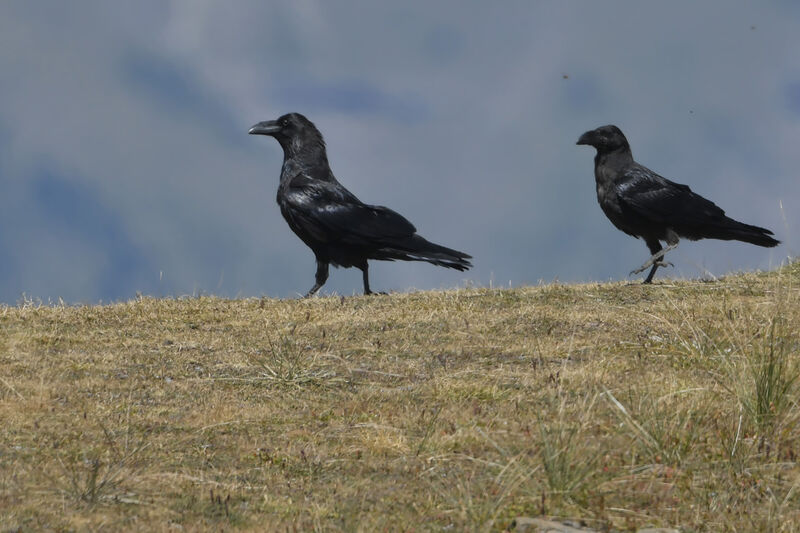 Northern Ravenadult, walking