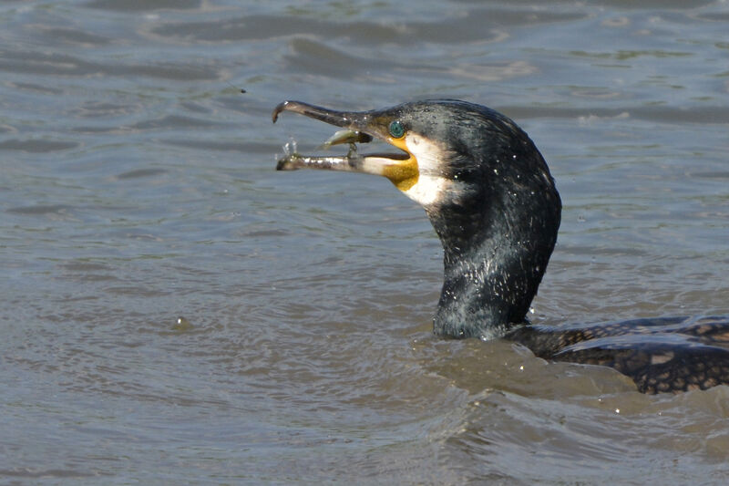 Grand Cormoranadulte nuptial, régime