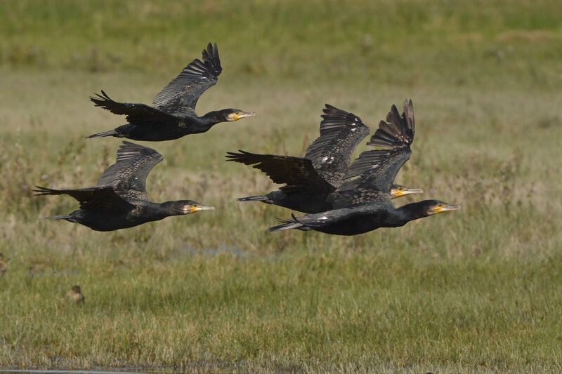 Great Cormorant, Flight