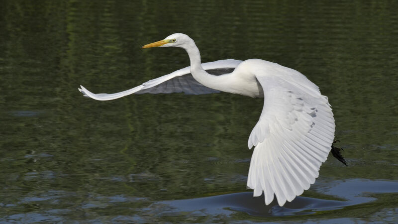 Great Egret