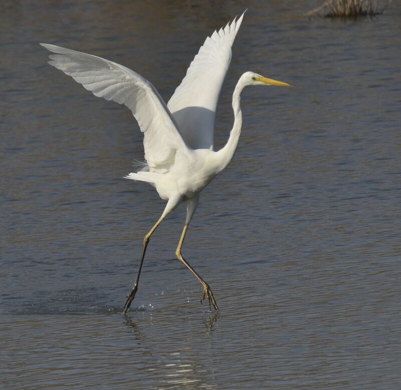 Great Egret