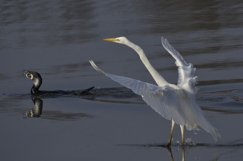 Grande Aigrette, Comportement