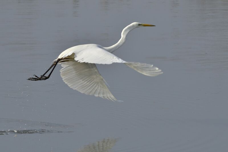 Grande Aigrette