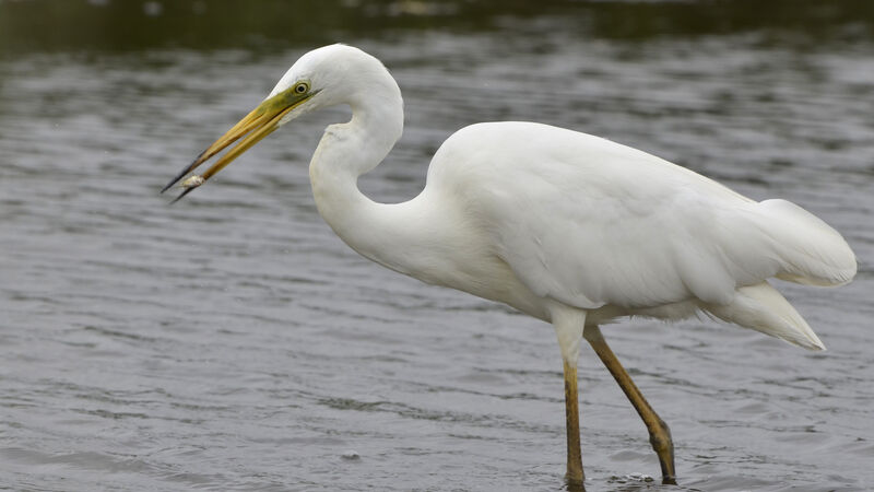 Great Egretadult post breeding, fishing/hunting