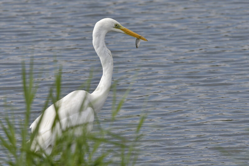 Grande Aigrette, régime