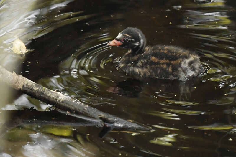 Little GrebePoussin, identification