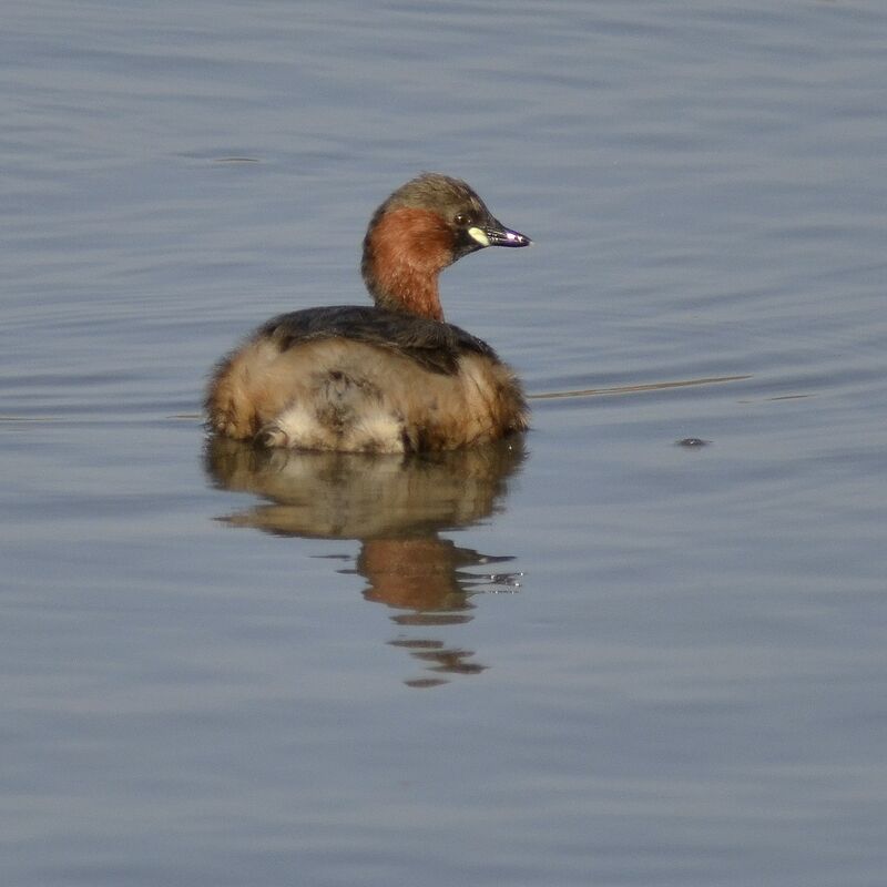 Little Grebe