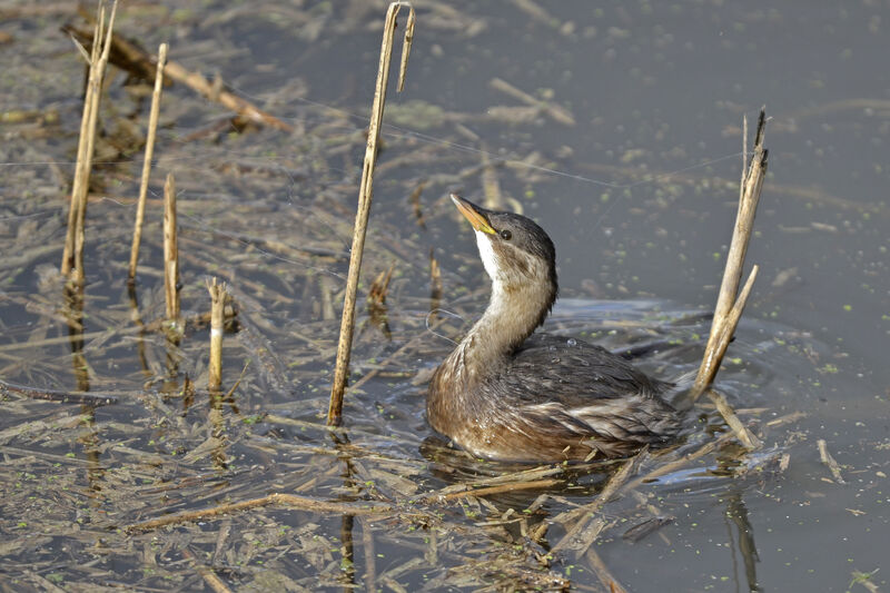 Little Grebe