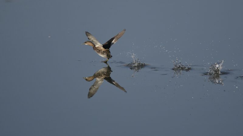 Little Grebe