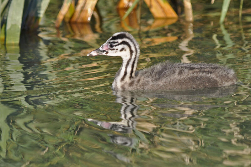 Grèbe huppéjuvénile, identification