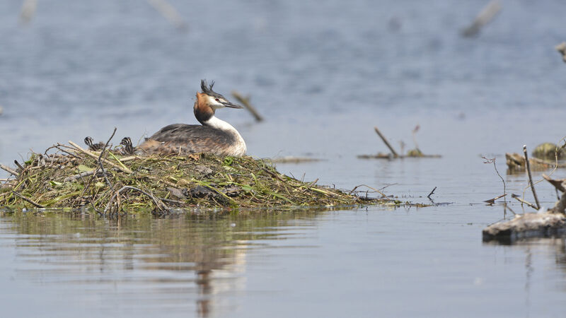 Great Crested Grebe