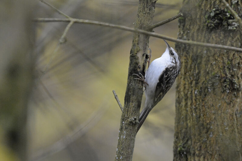 Eurasian Treecreeper