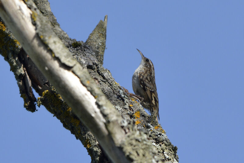 Short-toed Treecreeper