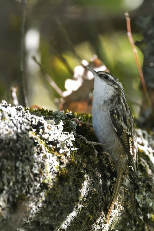 Short-toed Treecreeperadult, identification