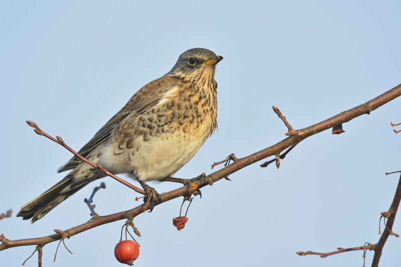 Grive litorne, identification