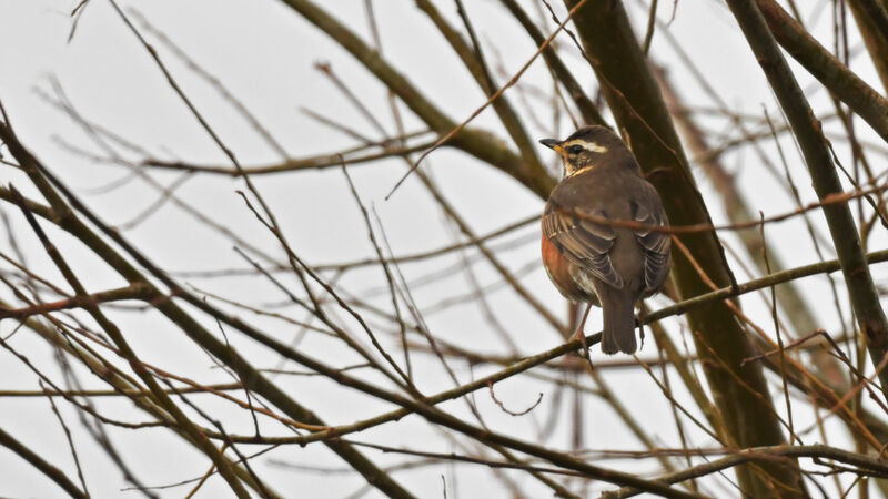 Redwingadult, identification