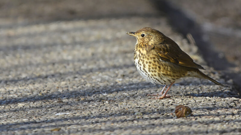 Song Thrushadult, identification, feeding habits