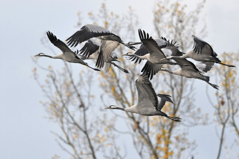 Common Crane