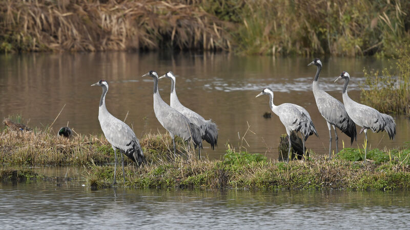 Common Craneadult