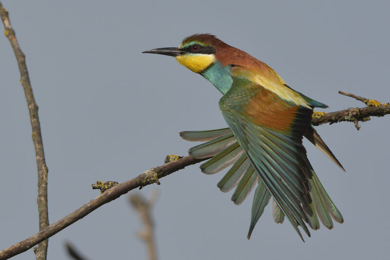 Guêpier d'Europe, identification