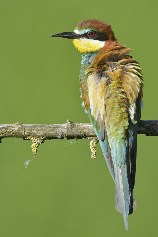 Guêpier d'Europeadulte, identification