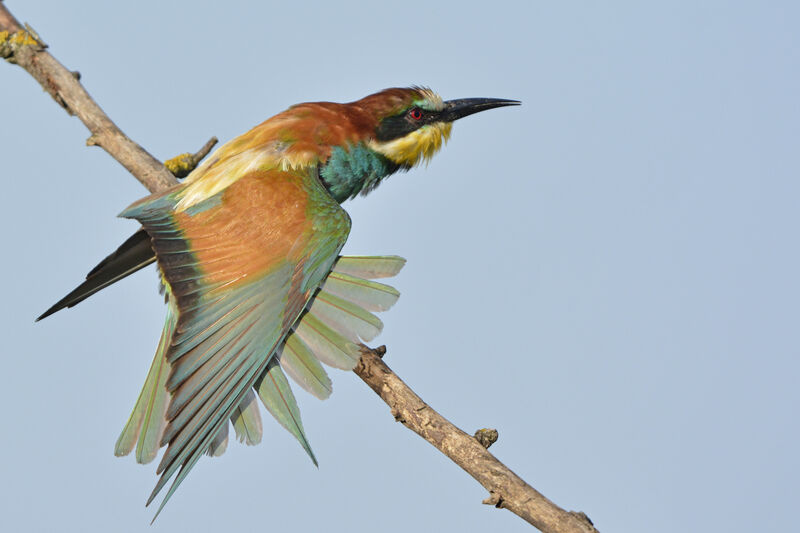 European Bee-eater, identification