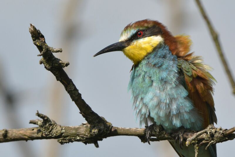 European Bee-eater