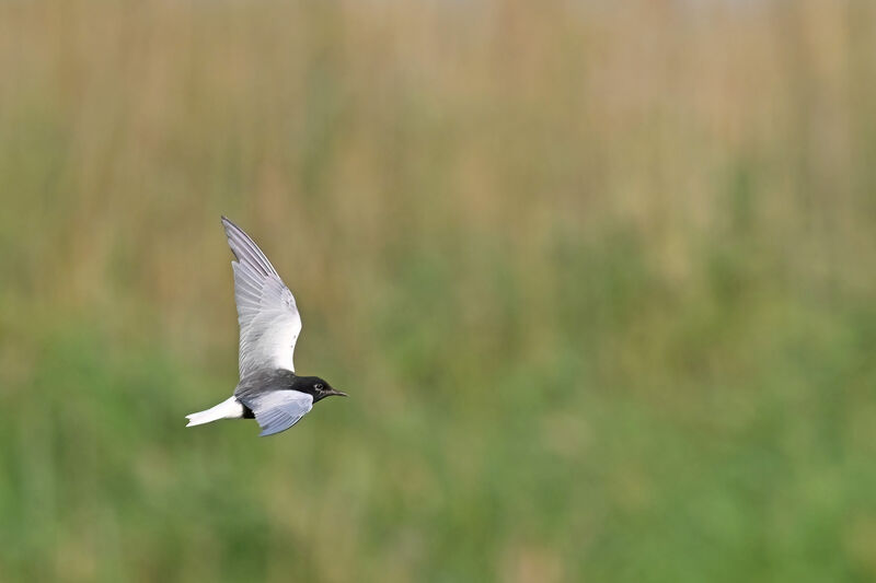 Guifette leucoptèreadulte nuptial, Vol