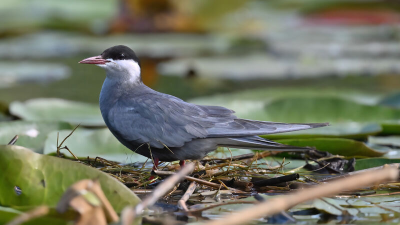 Guifette moustacadulte nuptial, identification