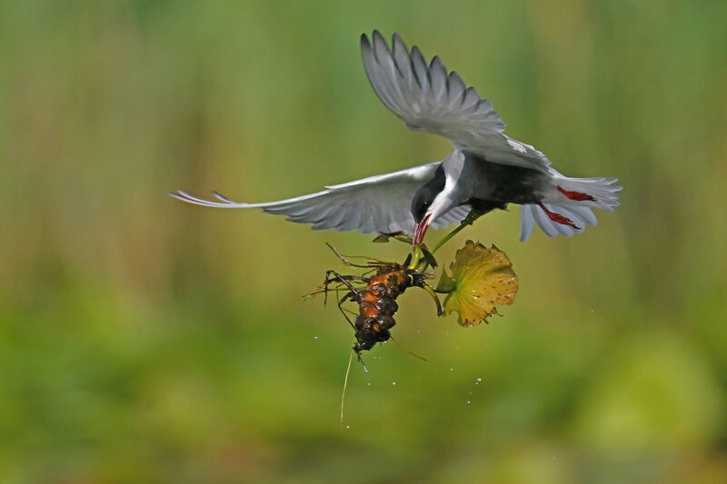 Whiskered Ternadult breeding, Reproduction-nesting