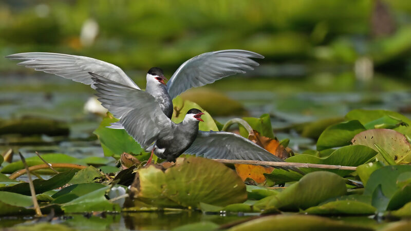 Whiskered Ternadult breeding, mating.